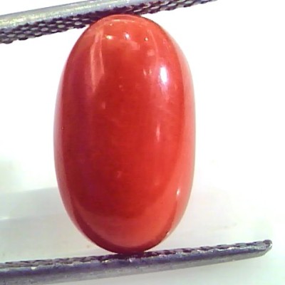7.18 Ct Untreated Natural Premium Italian Red Coral AAAAA