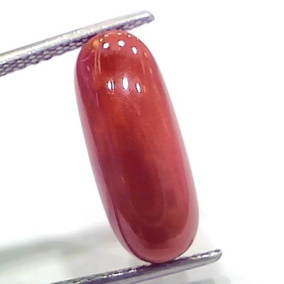 7.21 Ct 12 Ratti Natural Italian Red Coral Moonga Gemstone