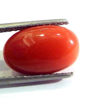 7.32 Ct Untreated Natural Premium Italian Red Coral AAAAA