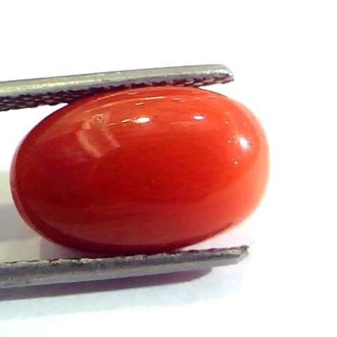 7.32 Ct Untreated Natural Premium Italian Red Coral AAAAA