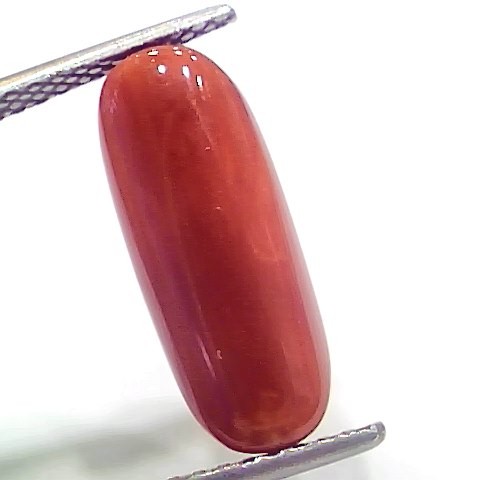 7.21 Ct 12 Ratti Natural Italian Red Coral Moonga Gemstone