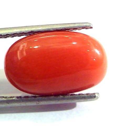 7.32 Ct Untreated Natural Premium Italian Red Coral AAAAA