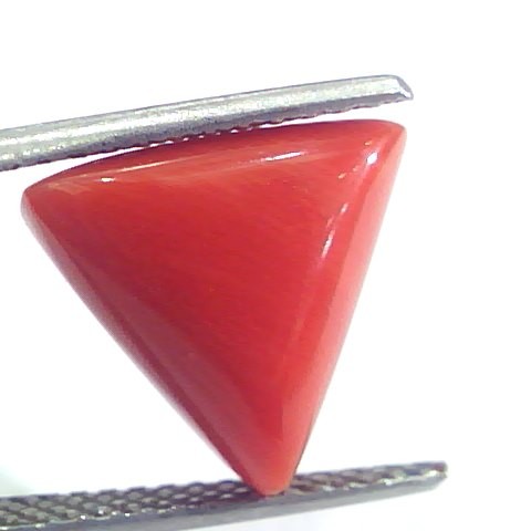 7.24 Ct 12 Ratti Natural Italian Triangle Red Coral Moonga Gemstone