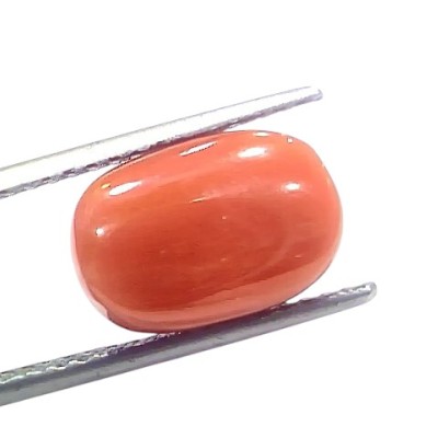 7.28 Ct 8.04 Ratti Natural Untreated Italian Red Coral Moonga Gems 7.28 Ct 8.04 Ratti Natural Untreated Italian Red Coral Moonga Gems