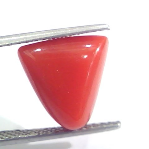 7.29 Ct 12.1 Ratti Natural Italian Triangle Red Coral Moonga Gemstone