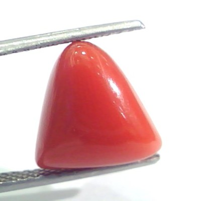 7.29 Ct 12.1 Ratti Natural Italian Triangle Red Coral Moonga Gemstone