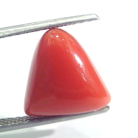 7.29 Ct 12.1 Ratti Natural Italian Triangle Red Coral Moonga Gemstone