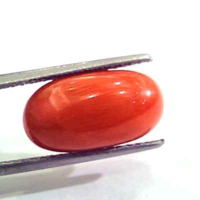7.24 Carat Natural Italian Red Coral Moonga Gemstone AAAA