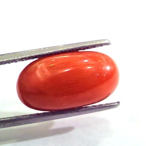 7.24 Carat Natural Italian Red Coral Moonga Gemstone AAAA