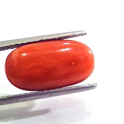 7.24 Carat Natural Italian Red Coral Moonga Gemstone AAAA