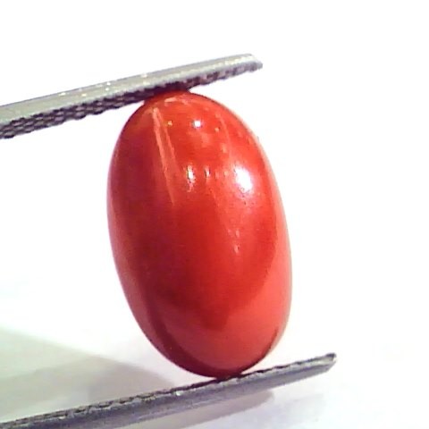 7.27 Carat Natural Italian Red Coral Moonga Gemstone AAAA