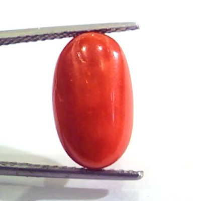7.27 Carat Natural Italian Red Coral Moonga Gemstone AAAA