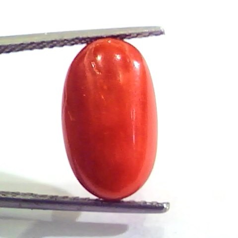 7.27 Carat Natural Italian Red Coral Moonga Gemstone AAAA