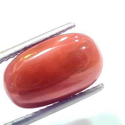 7.30 Ct 8.1 Ratti Natural Untreated Italian Red Coral Moonga Gems