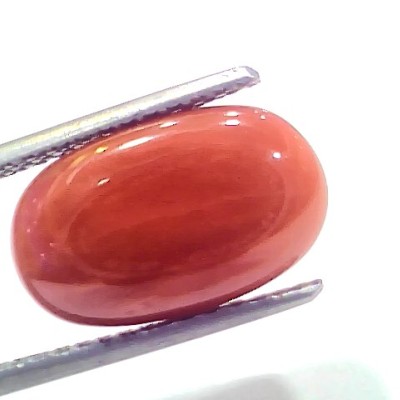 7.30 Ct 8.1 Ratti Natural Untreated Italian Red Coral Moonga Gems