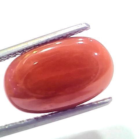 7.30 Ct 8.1 Ratti Natural Untreated Italian Red Coral Moonga Gems