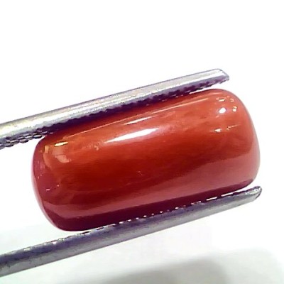 7.35 Ct 8.16 Ratti Natural Italian Red Coral Moonga Gemstone