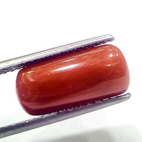 7.35 Ct 8.16 Ratti Natural Italian Red Coral Moonga Gemstone