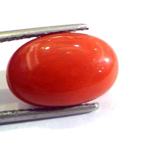 7.41 Ct Untreated Natural Premium Italian Red Coral AAAAA