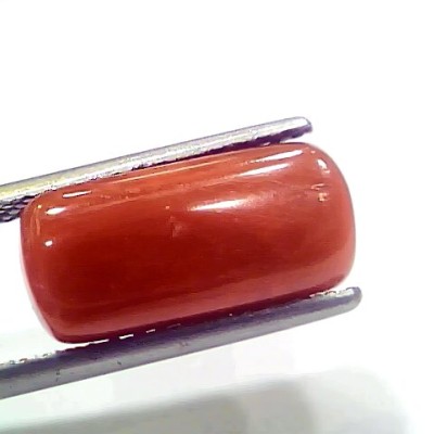 7.35 Ct 8.16 Ratti Natural Italian Red Coral Moonga Gemstone