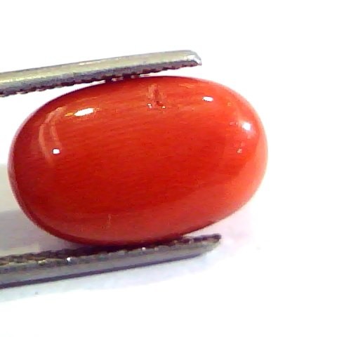 7.41 Ct Untreated Natural Premium Italian Red Coral AAAAA