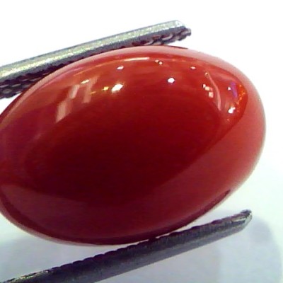 7.37 Ct Top Grade Premium Untreated Natural Japan Red Coral Gemstone