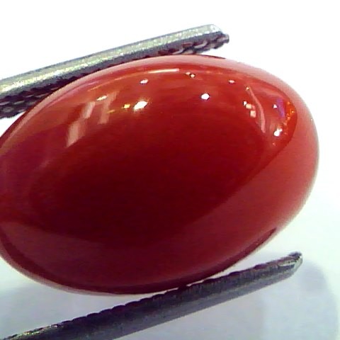 7.37 Ct Top Grade Premium Untreated Natural Japan Red Coral Gemstone