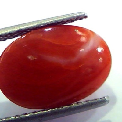 7.37 Ct Top Grade Premium Untreated Natural Japan Red Coral Gemstone
