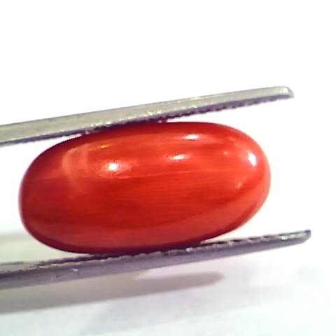 7.30 Carat Natural Italian Red Coral Moonga Gemstone AAAA