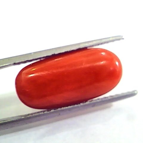 7.30 Carat Natural Italian Red Coral Moonga Gemstone AAAA