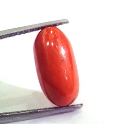 7.34 Carat Natural Italian Red Coral Moonga Gemstone AAAA