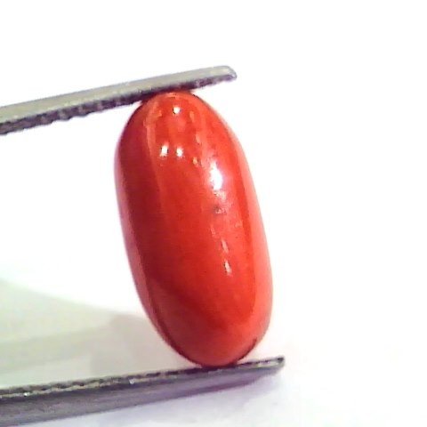 7.34 Carat Natural Italian Red Coral Moonga Gemstone AAAA