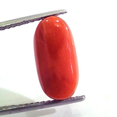 7.34 Carat Natural Italian Red Coral Moonga Gemstone AAAA