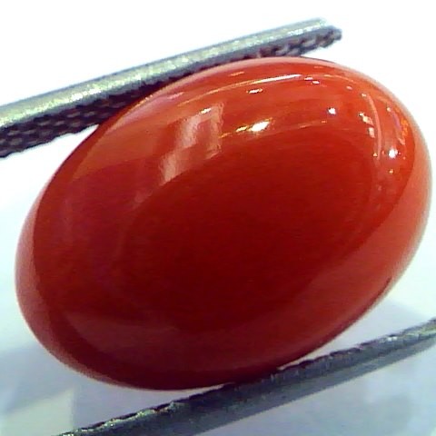 7.40 Ct Top Grade Premium Untreated Natural Japan Red Coral Gemstone