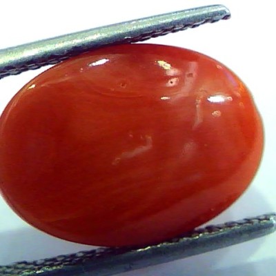 7.40 Ct Top Grade Premium Untreated Natural Japan Red Coral Gemstone