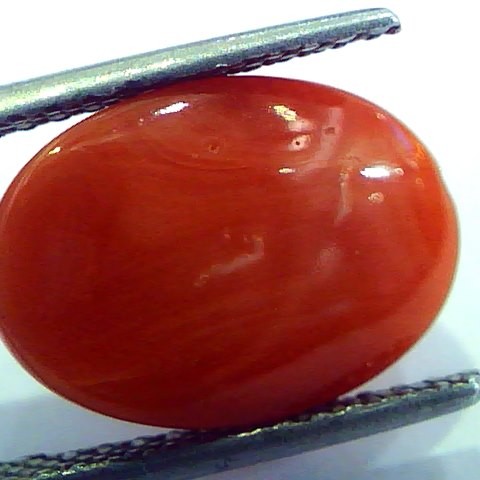 7.40 Ct Top Grade Premium Untreated Natural Japan Red Coral Gemstone