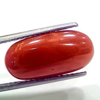 7.44 Ct 8.26 Ratti Natural Italian Red Coral Moonga Gemstone