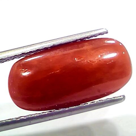 7.44 Ct 8.26 Ratti Natural Italian Red Coral Moonga Gemstone