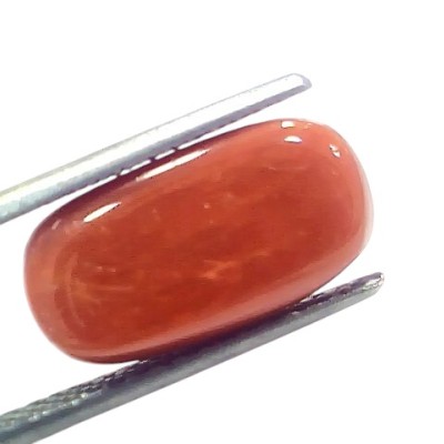 7.51 Ct 8.3 Ratti Natural Untreated Italian Red Coral Moonga Gems 7.51 Ct 8.3 Ratti Natural Untreated Italian Red Coral Moonga Gems