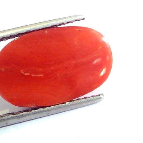 7.48 Ct Untreated Natural Premium Italian Red Coral AAAAA
