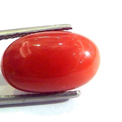 7.48 Ct Untreated Natural Premium Italian Red Coral AAA