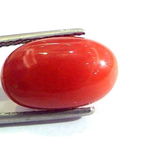7.48 Ct Untreated Natural Premium Italian Red Coral AAA