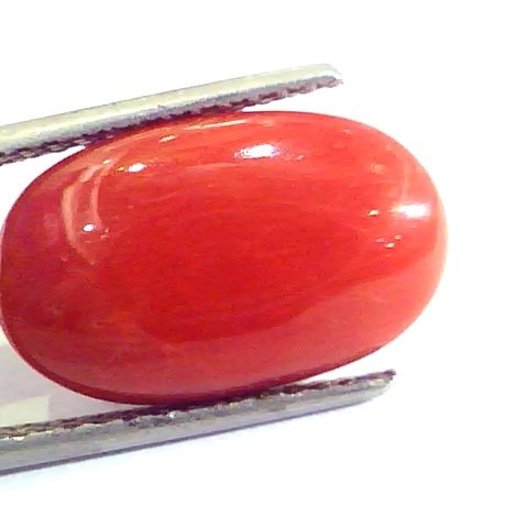 7.48 Ct Untreated Natural Premium Italian Red Coral AAAAA