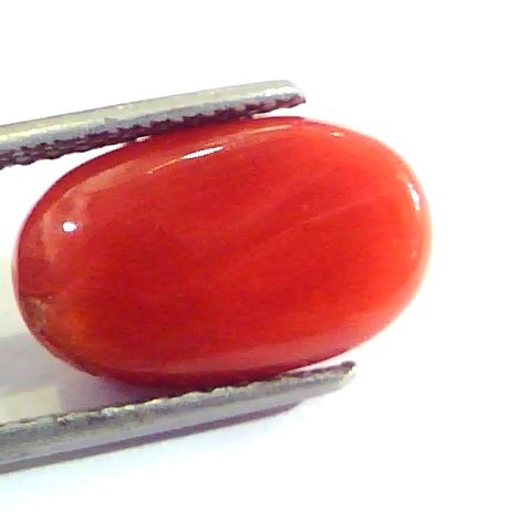 7.48 Ct Untreated Natural Premium Italian Red Coral AAA