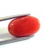 7.48 Ct Untreated Natural Premium Italian Red Coral AAA