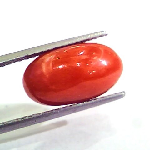 7.50 Carat Natural Italian Red Coral Moonga Gemstone AAAA