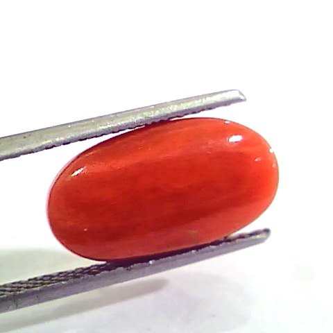 7.50 Carat Natural Italian Red Coral Moonga Gemstone AAAA