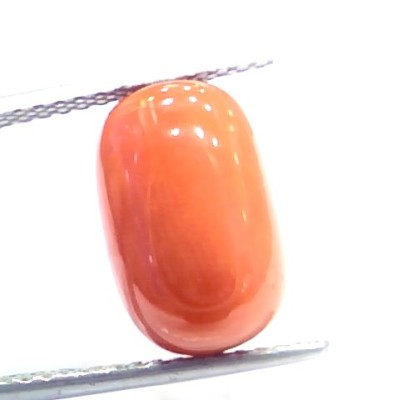 7.57 Ct 12.5 Ratti Natural Italian Red Coral Moonga Gemstone