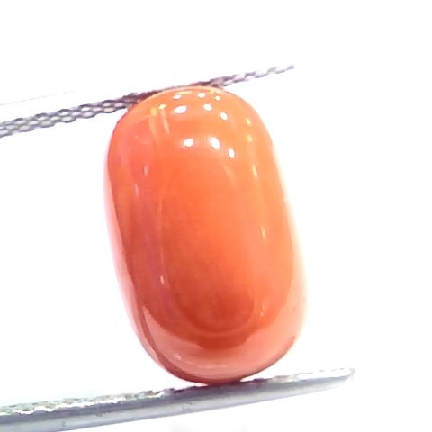 7.57 Ct 12.5 Ratti Natural Italian Red Coral Moonga Gemstone