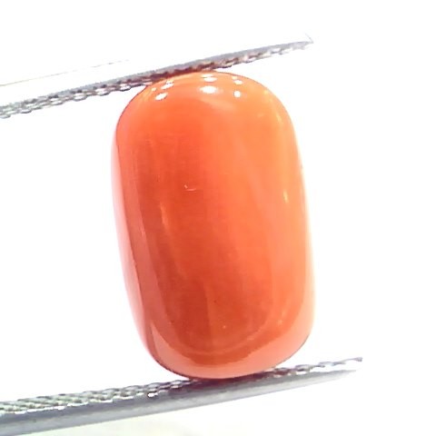 7.57 Ct 12.5 Ratti Natural Italian Red Coral Moonga Gemstone